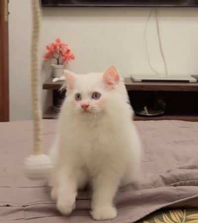 Persian Kitten Male
