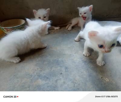 White persion cat puppies