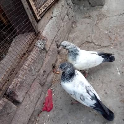 ferozpuri bachy for sale