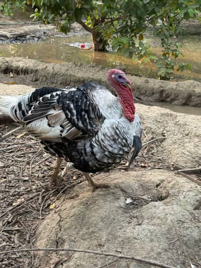 Turkey birds pair