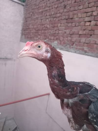 Aseel chicks