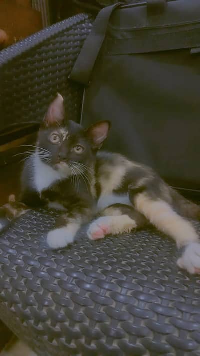 kitten baby