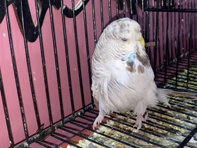 Exhibition Budgies Original