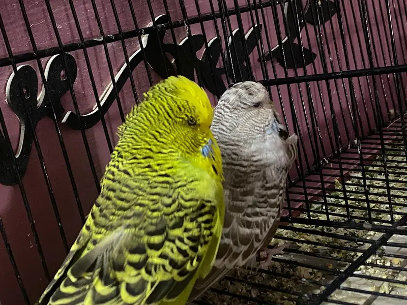 Exhibition Budgies Original — photo 2