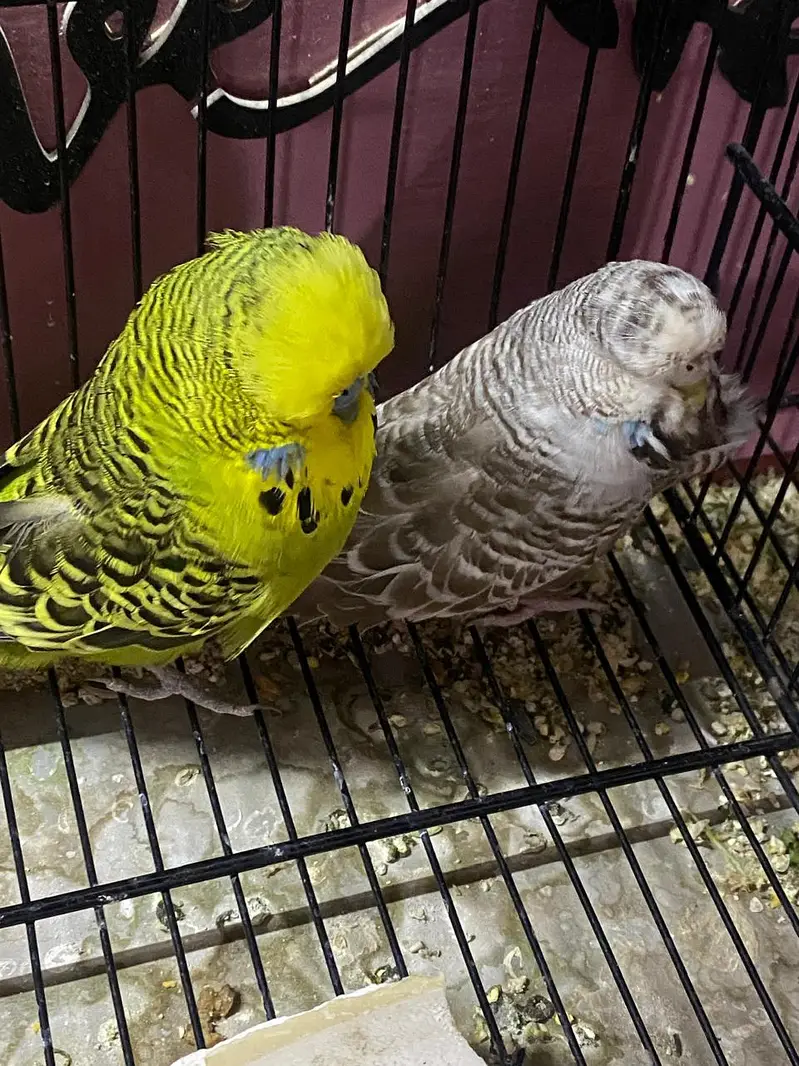 Exhibition Budgies Original — photo 3