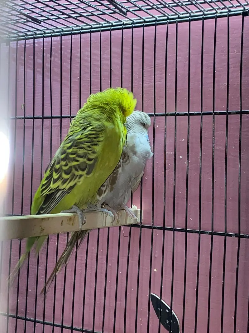Exhibition Budgies Original — photo 4