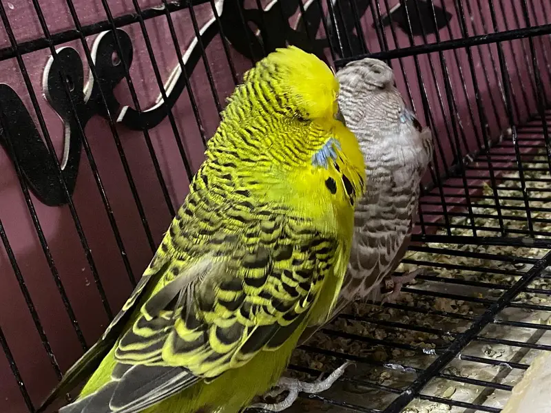 Exhibition Budgies Original — photo 5
