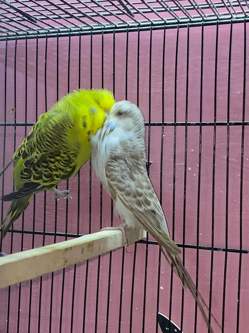 Exhibition Budgies Original — photo 6