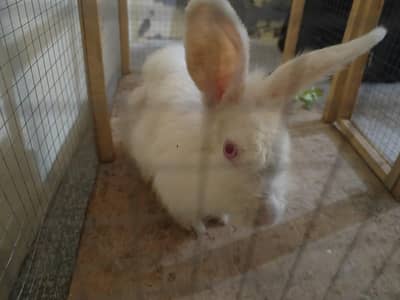 New Zealand white breader