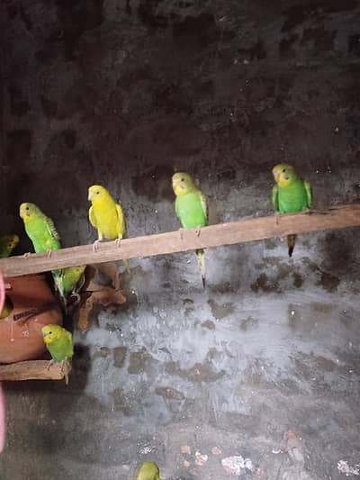 Beautiful Australian parrots.