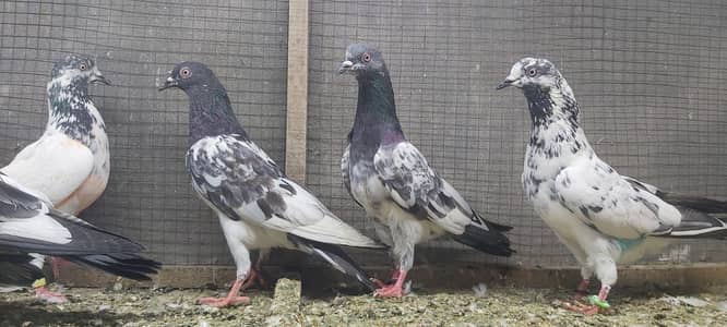 Kasoori jaldar Neldumbay taddi kabotar for sale.