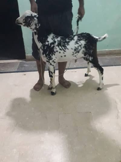 5month age active and healthy breed or qurbani 2027 dono key liye