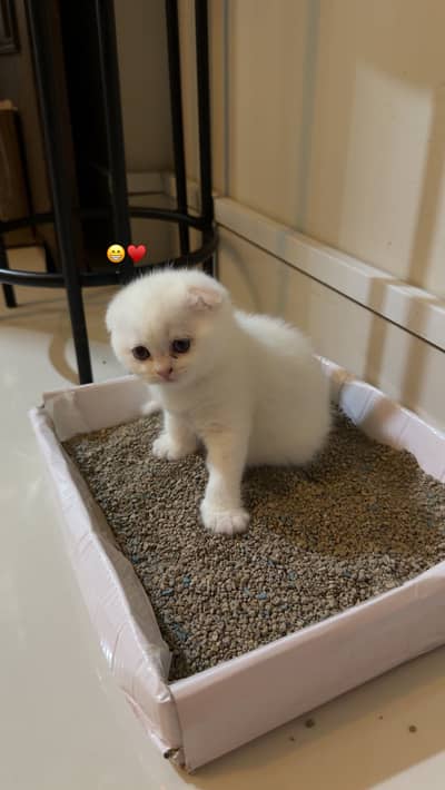  Scottish Fold & Siamese Female Kittens Available 