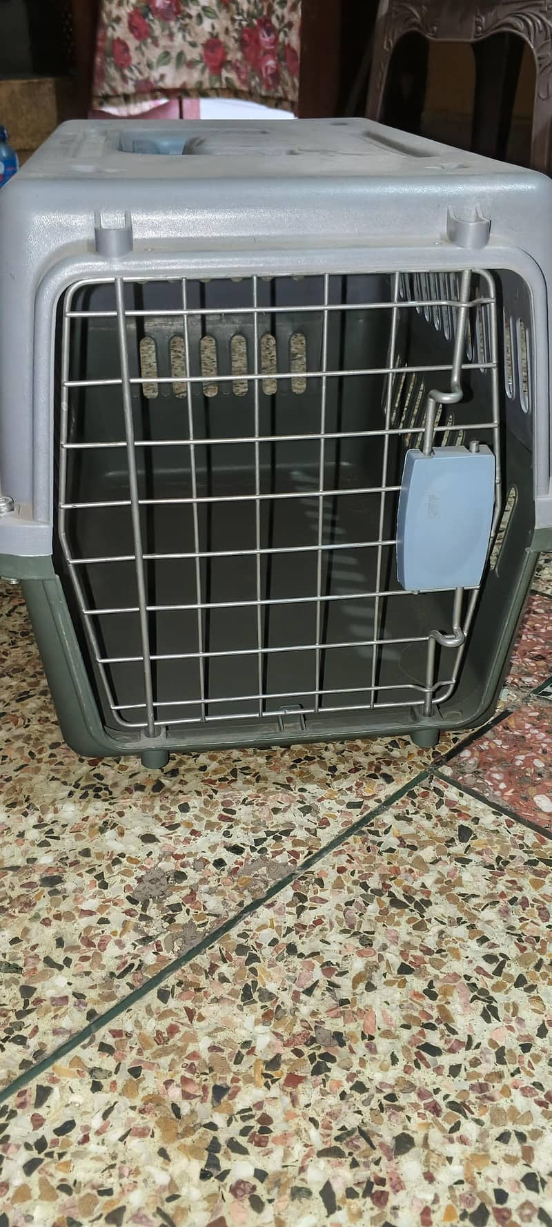 Persian cat 2