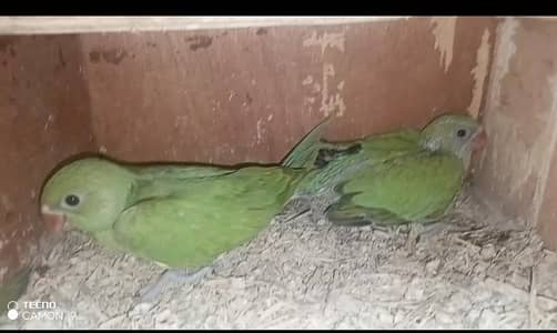 green ring neck chicks for sale. 6000 pr pec