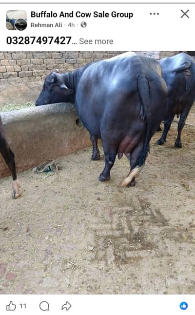 neeli ravi ki bhains