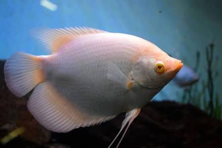 Fish aquarium Munseeb price 03268301979