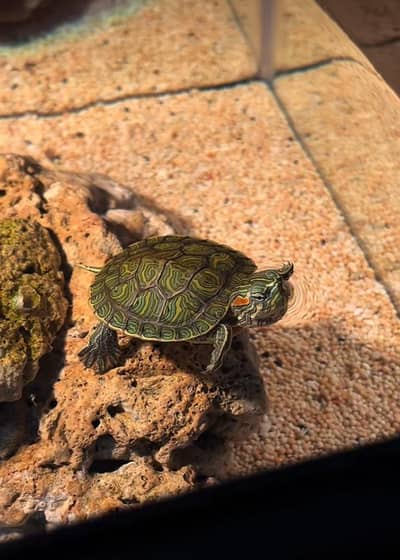 Red ear turtles 03268301979