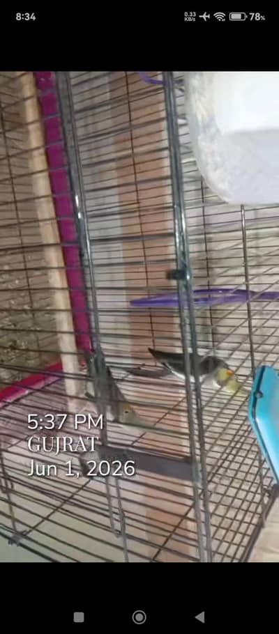 cocktail pair with eggs ang cage