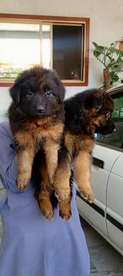 German puppy long cot