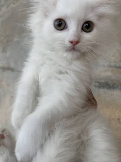 4 kittens for sale