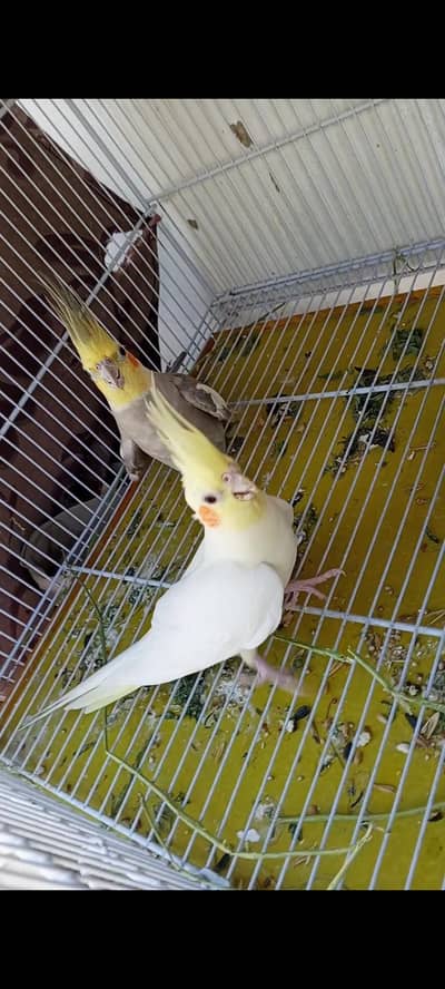 Cocktail pair with
