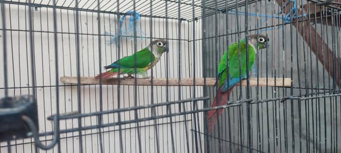 a pair of conure is for sale