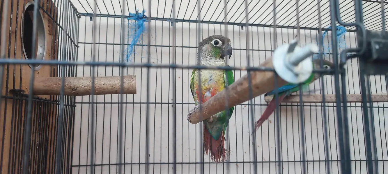 a pair of conure is for sale — photo 2