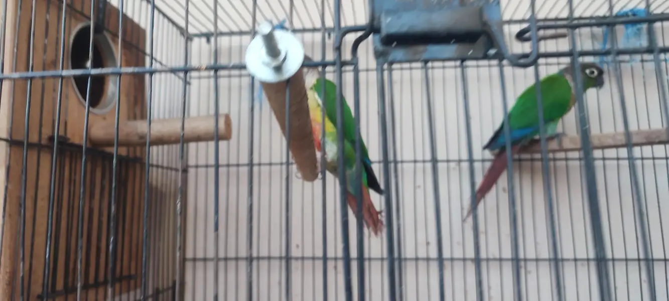 a pair of conure is for sale — photo 3