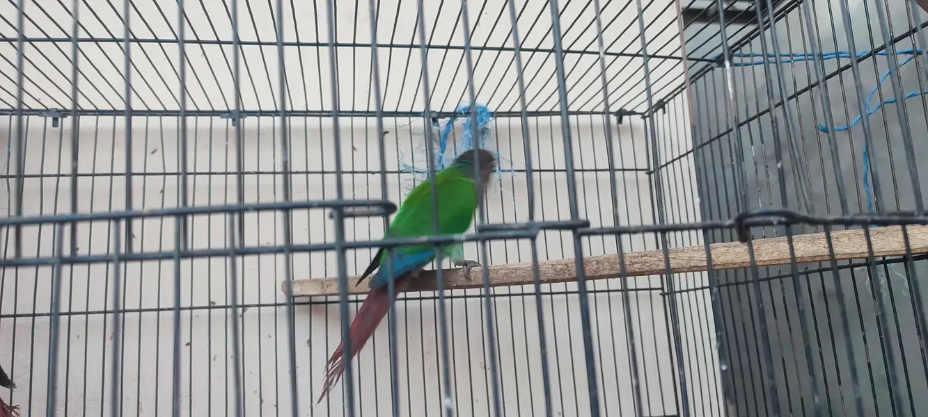 a pair of conure is for sale — photo 4