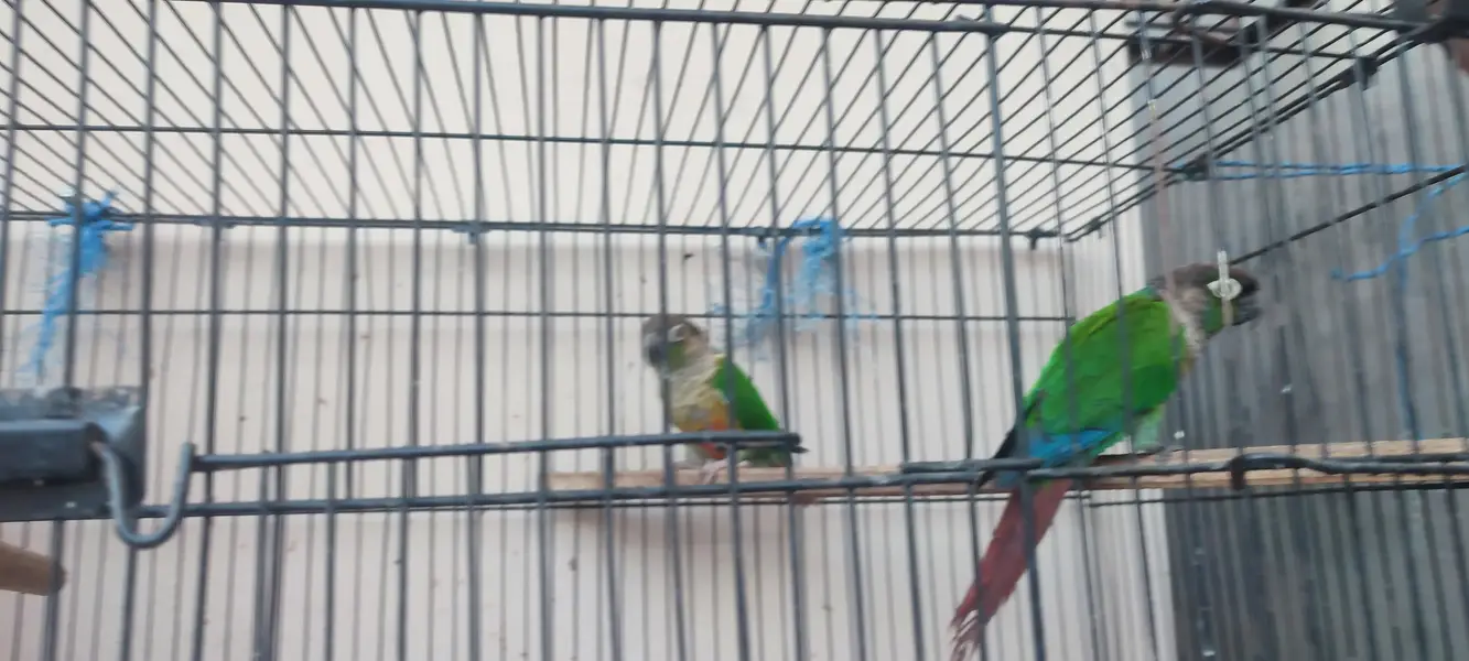 a pair of conure is for sale — photo 5