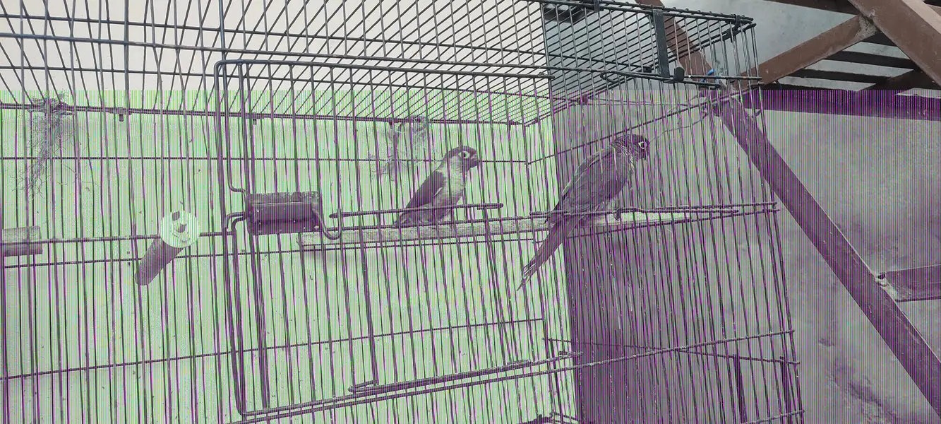 a pair of conure is for sale — photo 6
