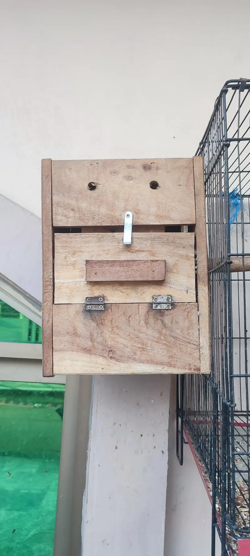 a pair of conure is for sale — photo 7