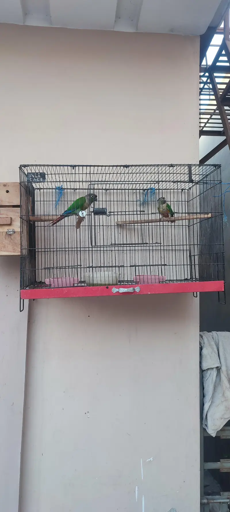 a pair of conure is for sale — photo 8