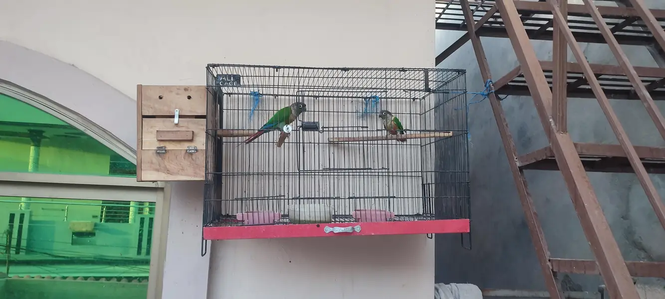 a pair of conure is for sale — photo 9