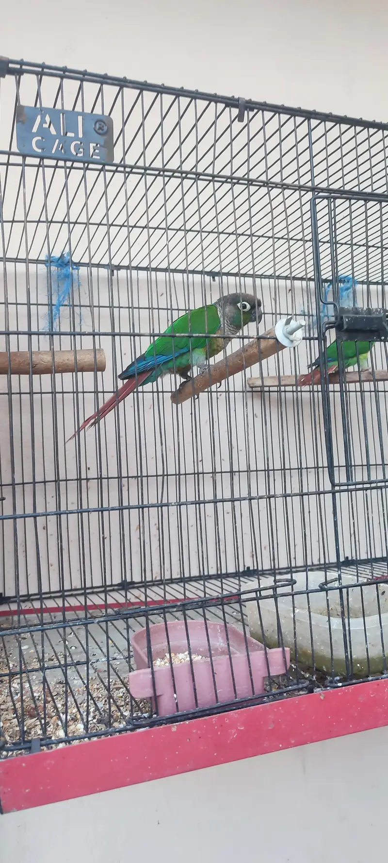 a pair of conure is for sale — photo 10