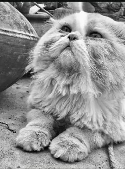 persian pair for sale