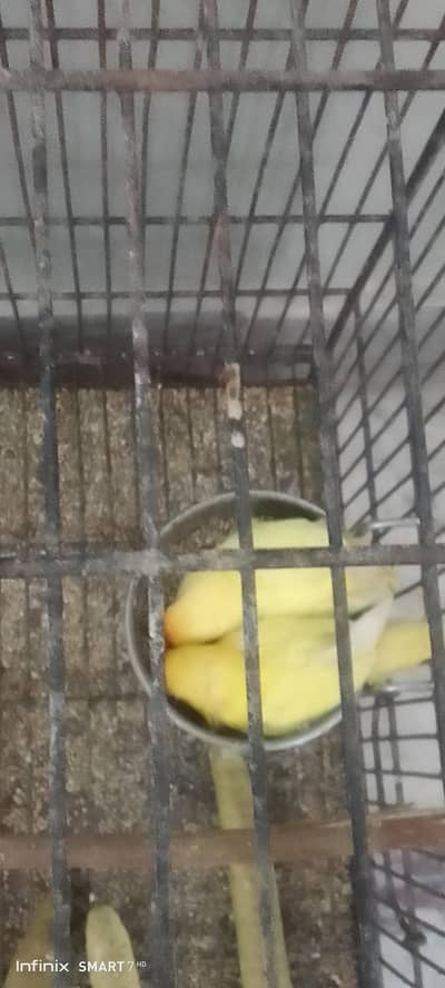 love bird creemino pair for sale