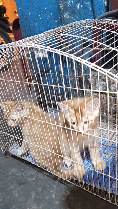 Persian cats