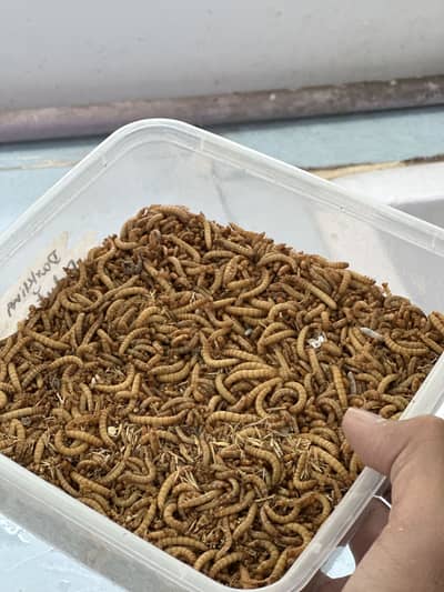 Mealworms fresh feed for bird & fish for sale in Lahore