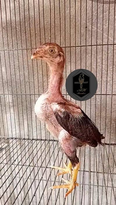 Aseel Chicks pair