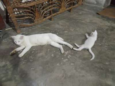 cat or 2 Bache he ak nar he ak mada he