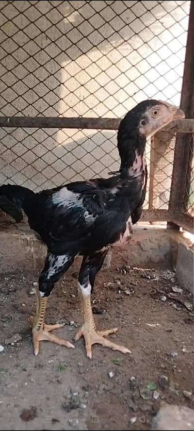 Top Quality Thai Aseel available