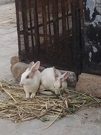 Rabbits Pair