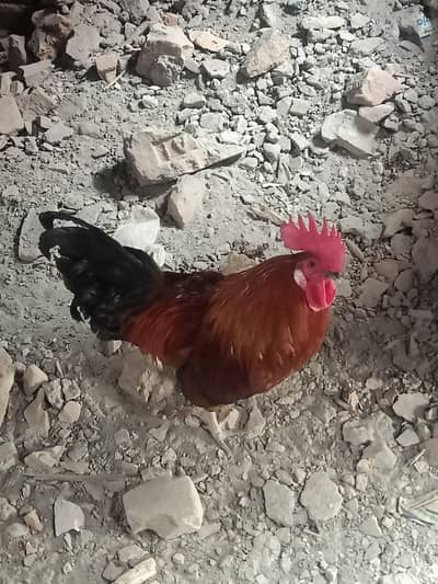 2 misri murgia han or aik murgia h eggs wali