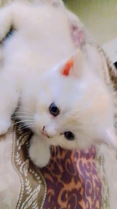 Persian cat kittens