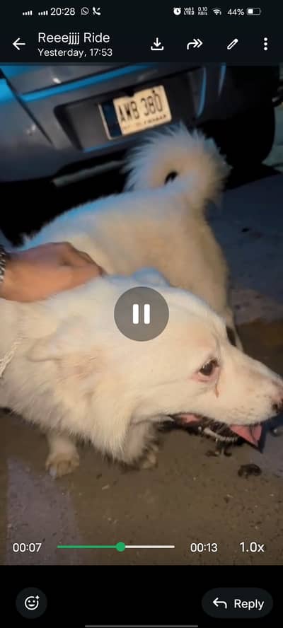 Russian Dog Urgently sale