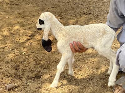 | sheep | baby sheep | sheeps | Desi sheep | goat