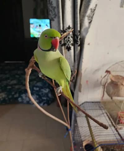 male talking parrot