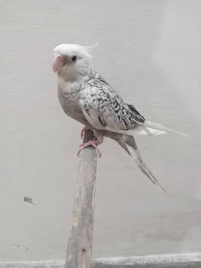 Common grey parrot